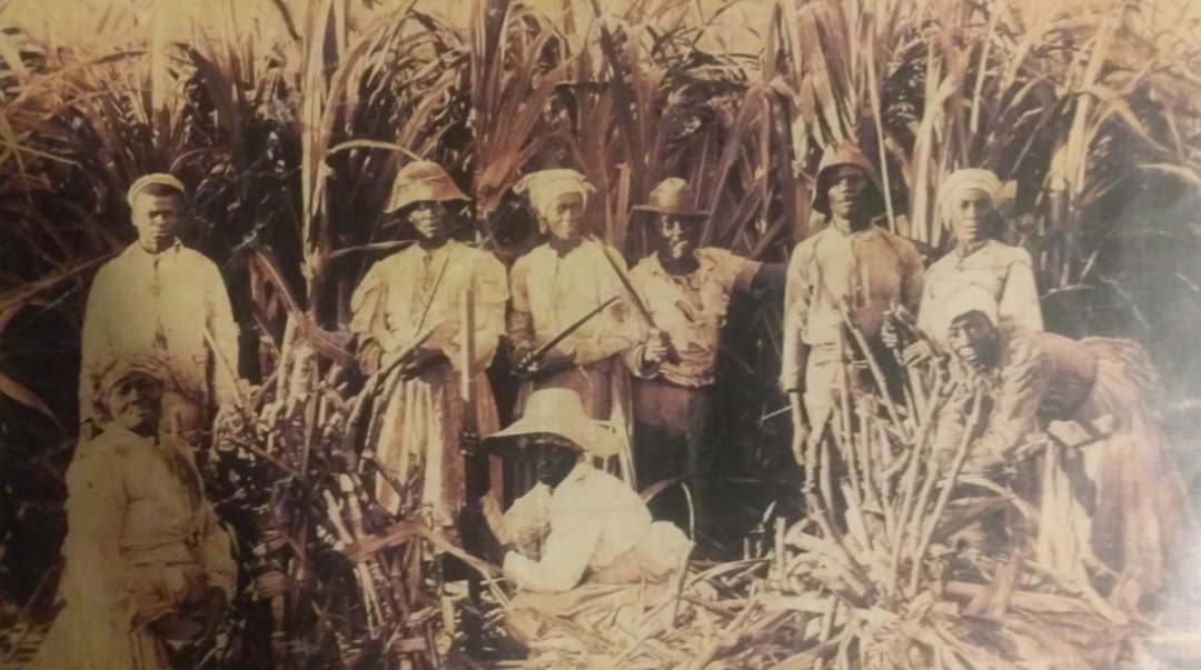 Historia cañaveral vieques